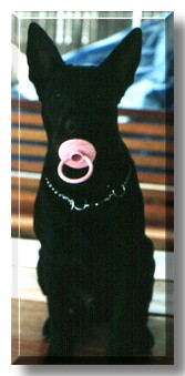 Marty, the Pet of the Day