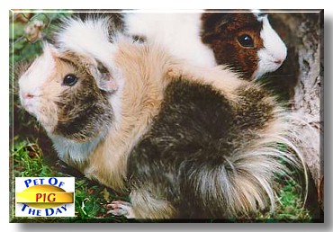 Pig, the Pet of the Day
