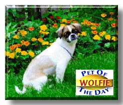 Wolfie, the Pet of the Day