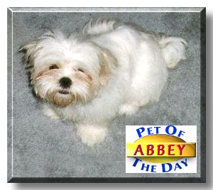 Abbey, the Pet of the Day