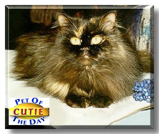 Cutie, the Pet of the Day