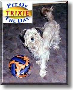Trixie, the Pet of the Day