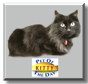 Kitty, the Pet of the Day