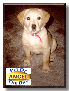 Angel, the Pet of the Day