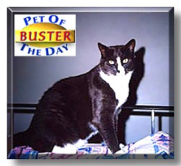 Buster, the Pet of the Day