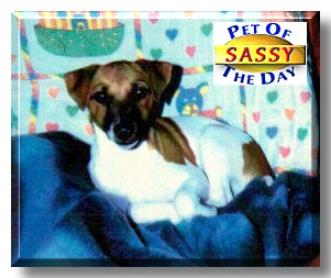 Sassy, the Pet of the Day