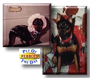 Pebbles, the Pet of the Day