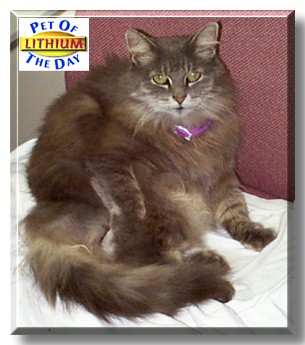 Lithium, the Pet of the Day