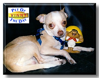 Vinny, the Pet of the Day