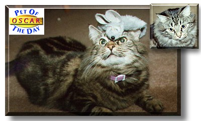 Oscar, the Pet of the Day