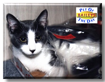 Baileys, the Pet of the Day