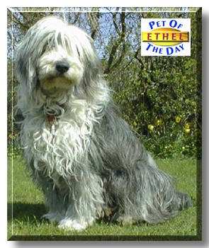 Ethel, the Pet of the Day