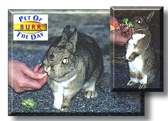 Burr Rabbit, the Pet of the Day