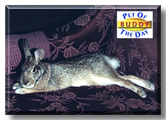 Buddy, the Pet of the Day