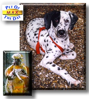 Max, the Pet of the Day