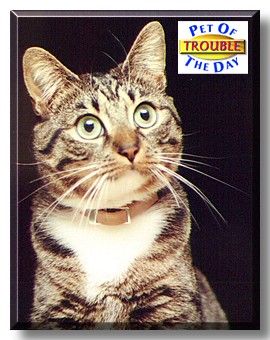 Trouble, the Pet of the Day