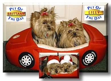Brittany, Lilly, the Pets of the Day