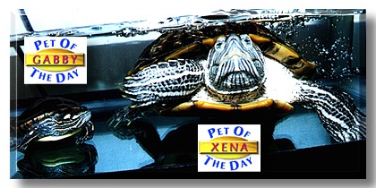 Gabby, Xena, the Pets of the Day