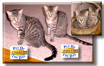 Charlie and Amelia, the Pets of the Day