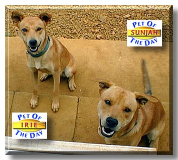 Irie, Sunjah, the Pets of the Day