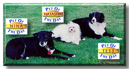 Nina, Natasha, and Tess, the Pets of the Day