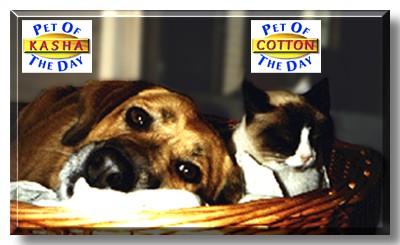 Kasha, Cotton, the Pets of the Day