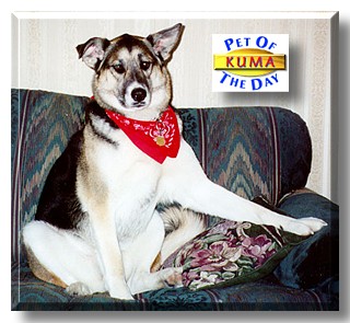 Kuma Nobu, the Pet of the Day