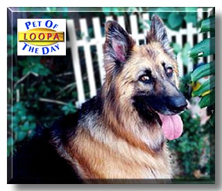 Loopa, the Pet of the Day