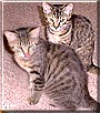 Charlie, Amelia