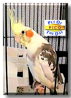 Pico, the Pet of the Day
