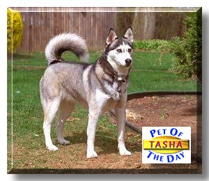 Tasha, the Pet of the Day