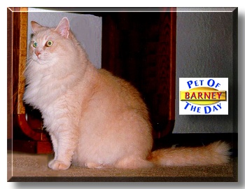 Barney, the Pet of the Day