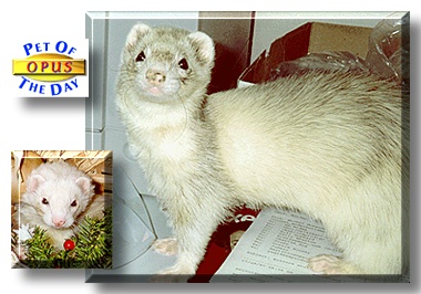 Opus, the Pet of the Day