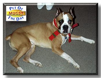 Mugsy, the Pet of the Day