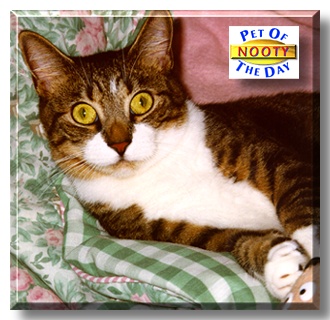 Nooty, the Pet of the Day