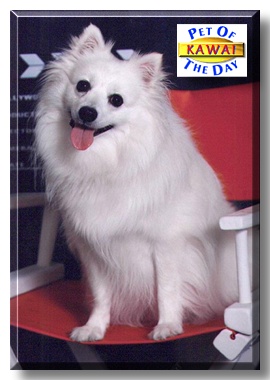 Kawai, the Pet of the Day