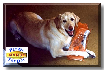 Mandy, the Pet of the Day