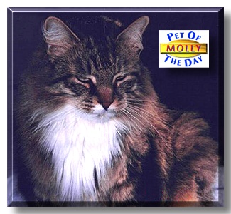 Molly, the Pet of the Day