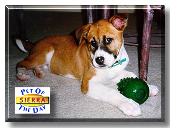 Sierra, the Pet of the Day