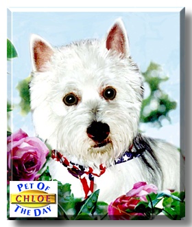 Chloe, the Pet of the Day