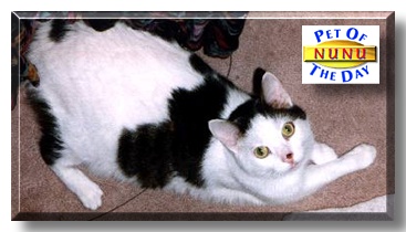 NuNu, the Pet of the Day