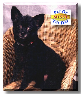 Missy, the Pet of the Day