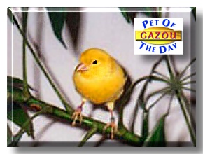 Gazou, the Pet of the Day