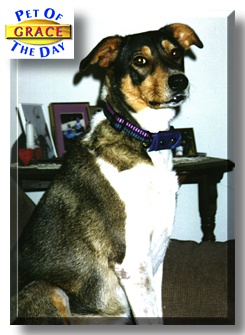 Grace, the Pet of the Day