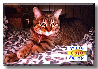 Cujo, the Pet of the Day