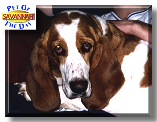 Savannah, the Pet of the Day