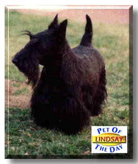 Lindsay, the Pet of the Day