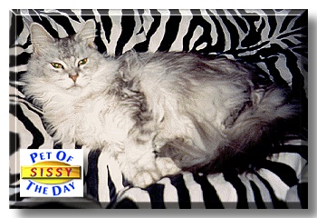 Sissy, the Pet of the Day
