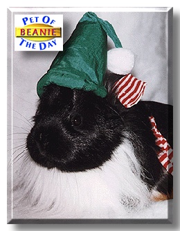Beanie, the Pet of the Day