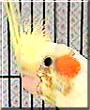 Pico